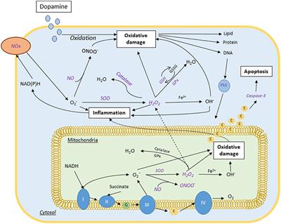 The Therapeutic Potential of Mangosteen Pericarp as an Adjunctive Therapy for Bipolar Disorder and Schizophrenia